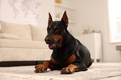 Photo of Adorable Doberman resting on floor at home
