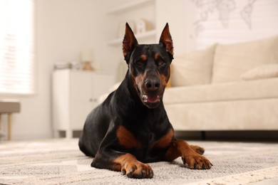 Photo of Adorable Doberman resting on floor at home