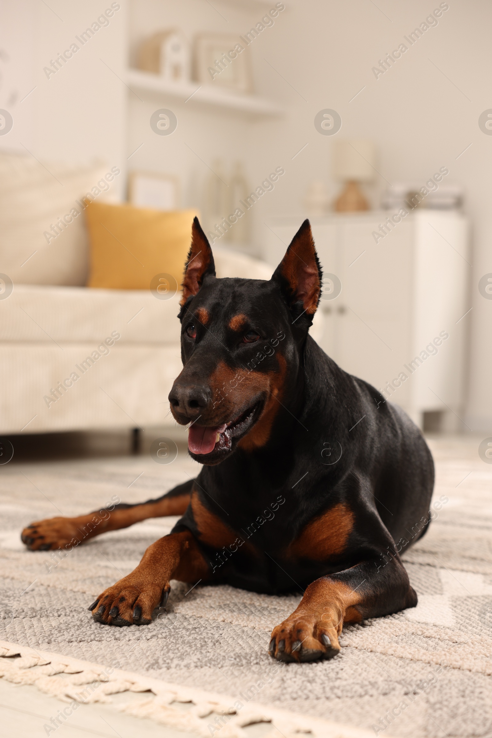 Adorable Doberman resting on floor at home Photo of Adorable Doberman resting on floor at home