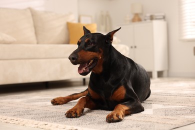 Photo of Adorable Doberman resting on floor at home