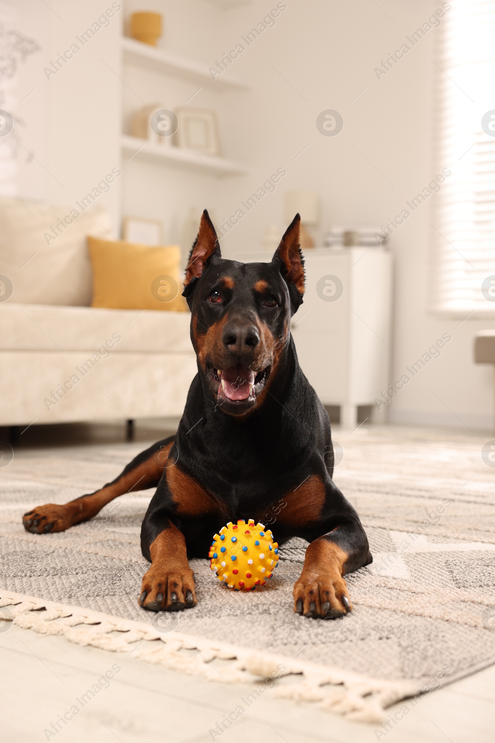 Adorable Doberman with toy on floor at home Photo of Adorable Doberman with toy on floor at home