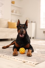 Photo of Adorable Doberman with toy on floor at home