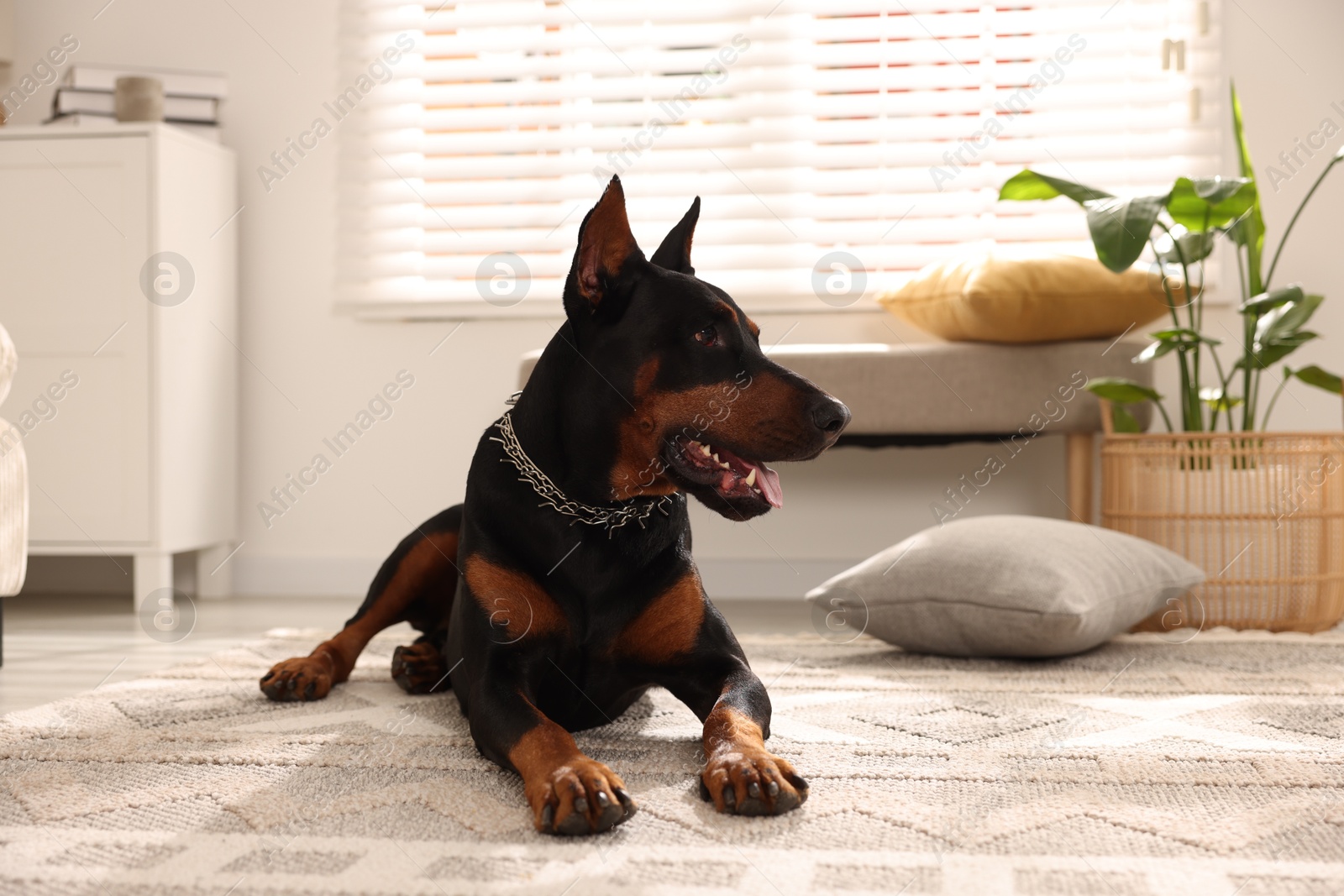 Adorable Doberman resting on floor at home Photo of Adorable Doberman resting on floor at home