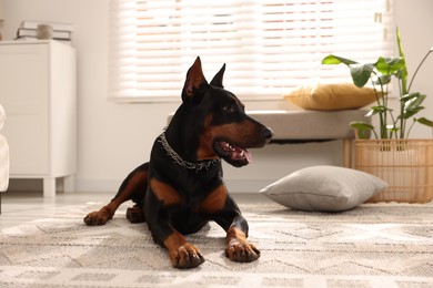 Photo of Adorable Doberman resting on floor at home