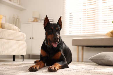 Photo of Adorable Doberman resting on floor at home