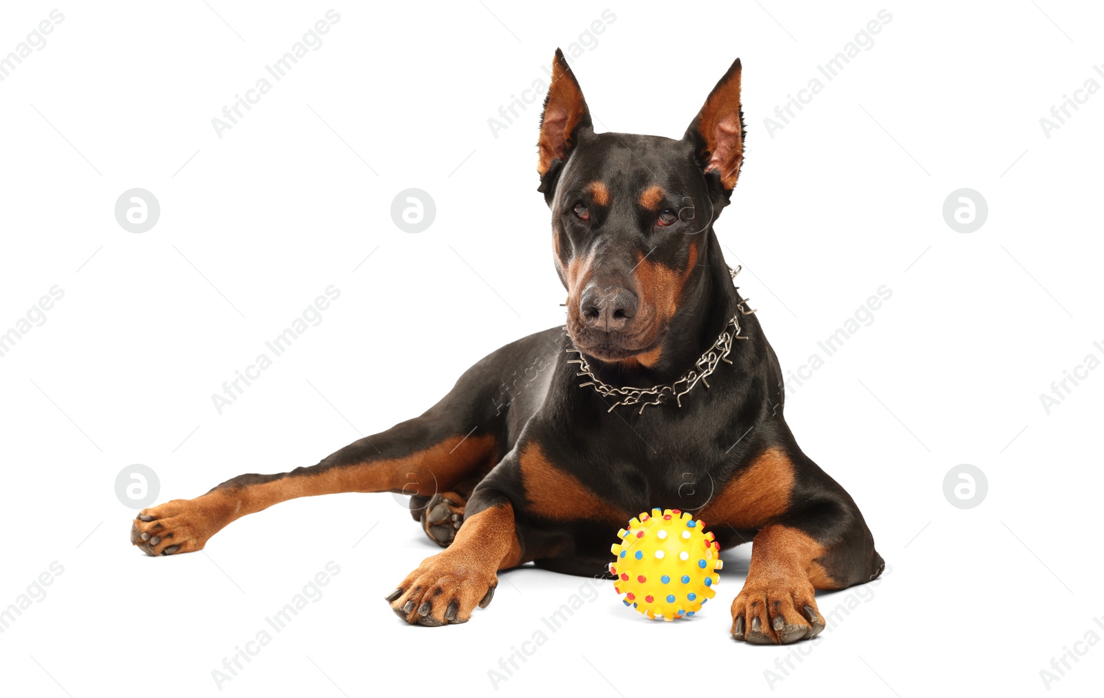 Adorable Doberman with toy on white background. Domestic pet Photo of Adorable Doberman with toy on white background. Domestic pet