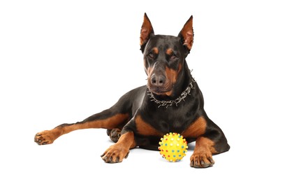 Photo of Adorable Doberman with toy on white background. Domestic pet