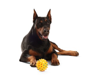 Photo of Adorable Doberman with toy on white background. Domestic pet