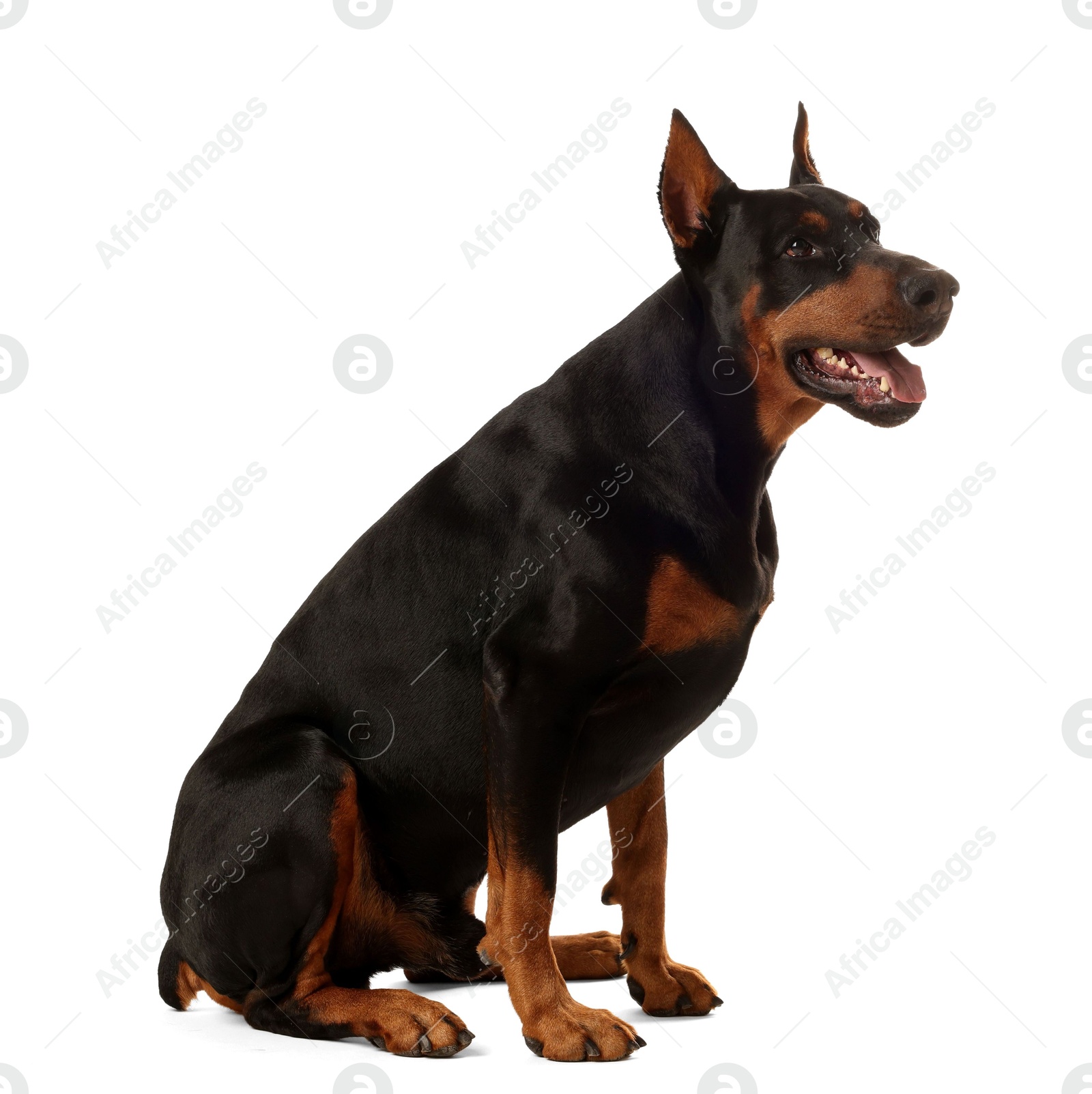 Adorable Doberman sitting on white background. Domestic pet Photo of Adorable Doberman sitting on white background. Domestic pet