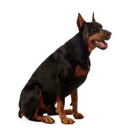 Photo of Adorable Doberman sitting on white background. Domestic pet