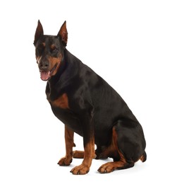 Photo of Adorable Doberman sitting on white background. Domestic pet