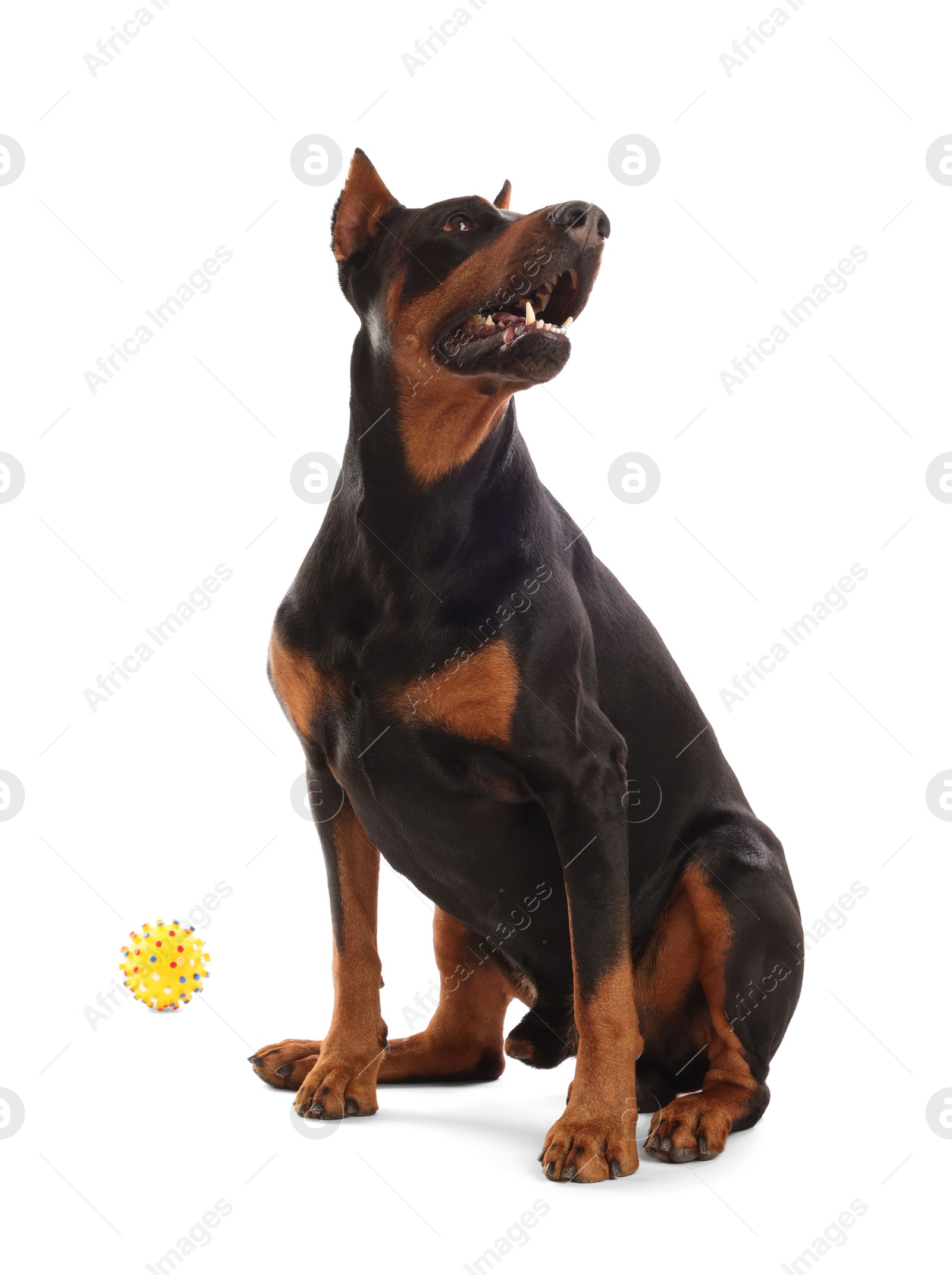 Adorable Doberman sitting on white background. Domestic pet Photo of Adorable Doberman sitting on white background. Domestic pet