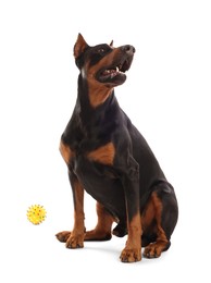 Photo of Adorable Doberman sitting on white background. Domestic pet