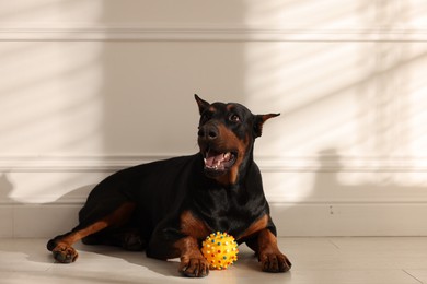 Photo of Adorable Doberman with toy on floor at home