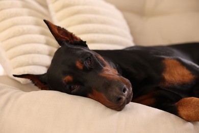 Photo of Adorable Doberman resting on sofa at home