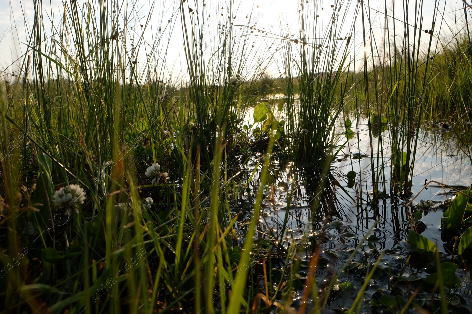 Photo of Picturesque view of green plants and lake on sunny day