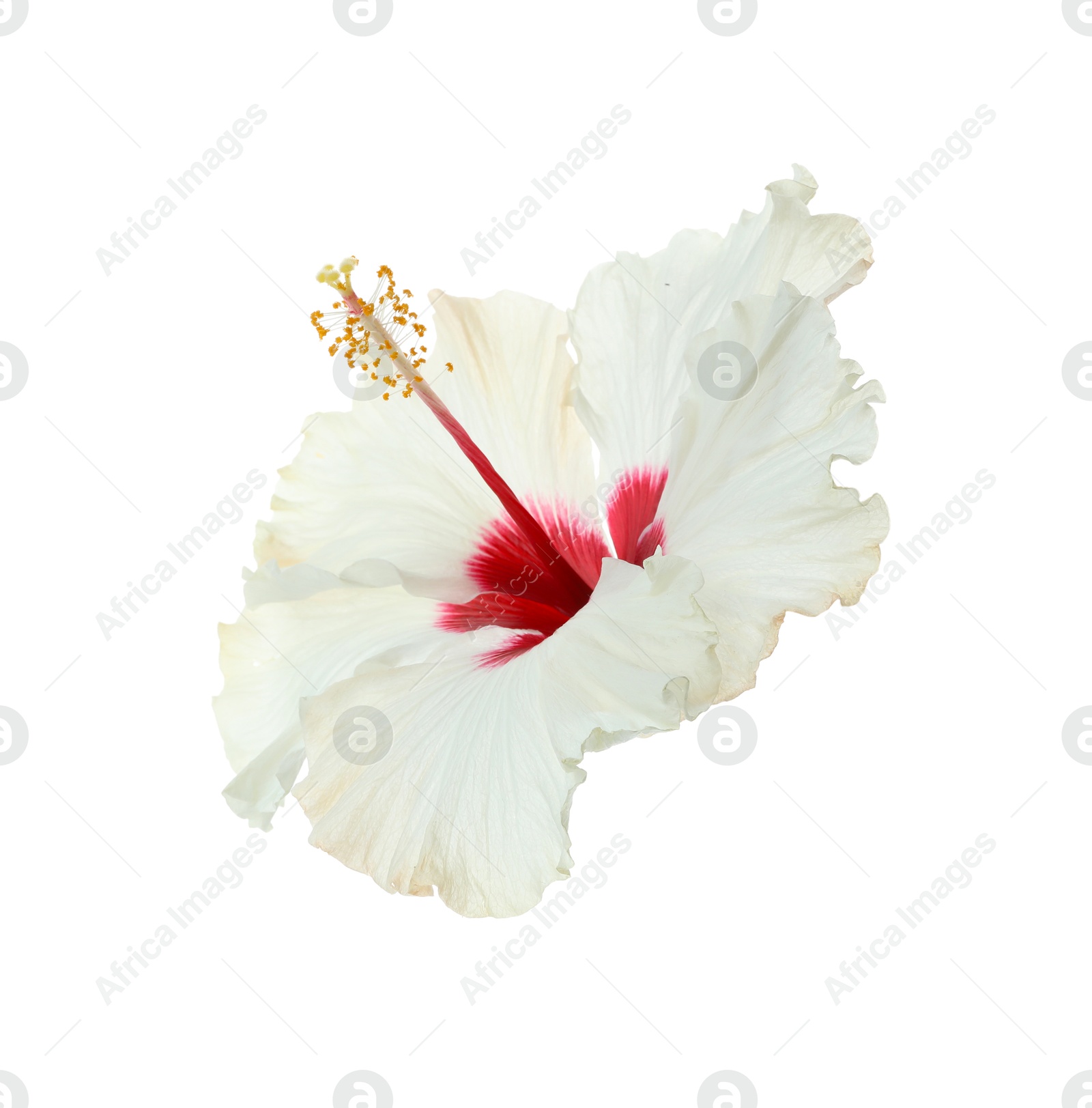 Photo of Beautiful tropical hibiscus flower isolated on white