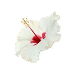 Photo of Beautiful tropical hibiscus flower isolated on white