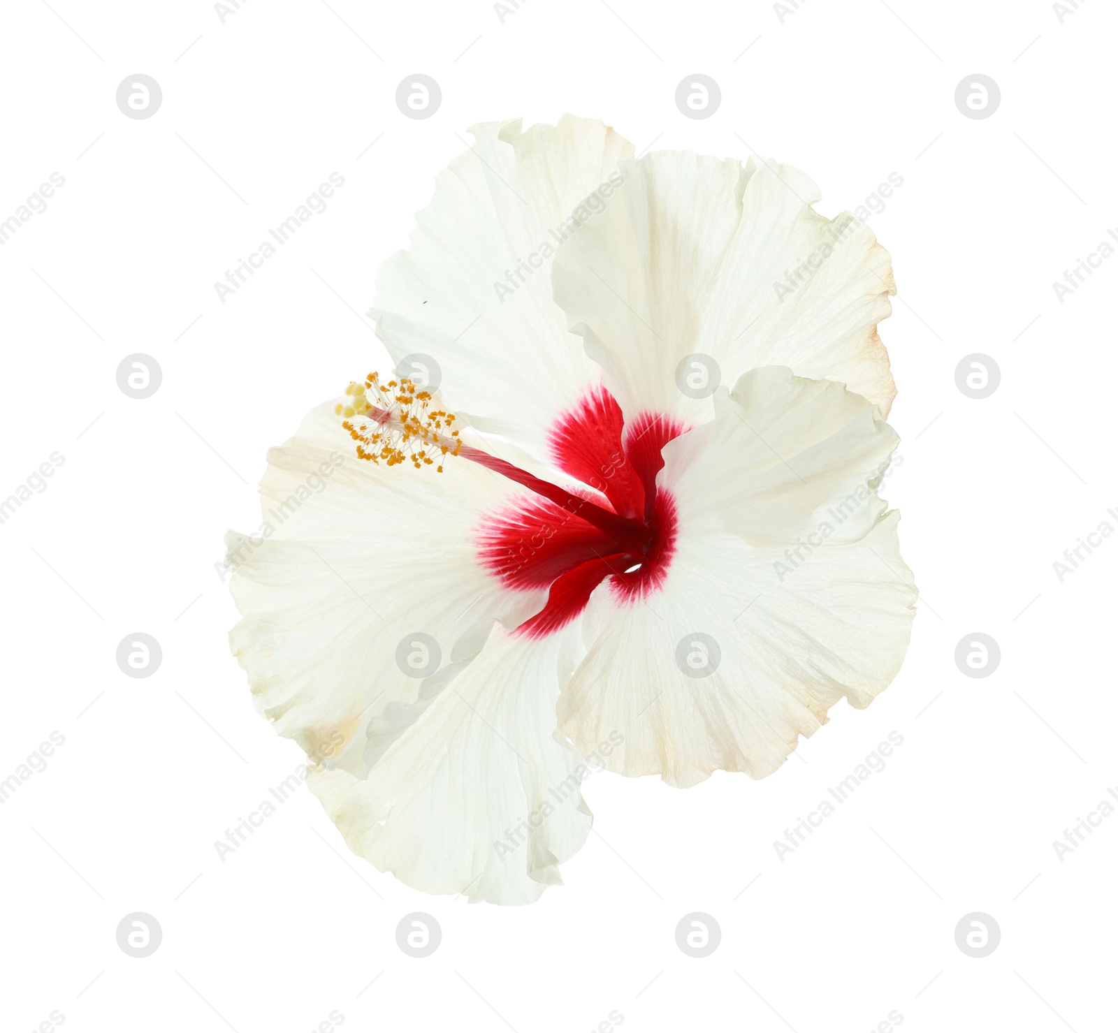 Photo of Beautiful tropical hibiscus flower isolated on white