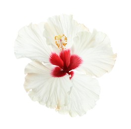 Photo of Beautiful tropical hibiscus flower isolated on white