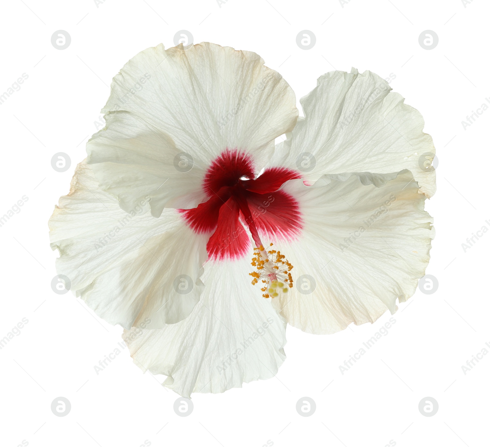 Photo of Beautiful tropical hibiscus flower isolated on white