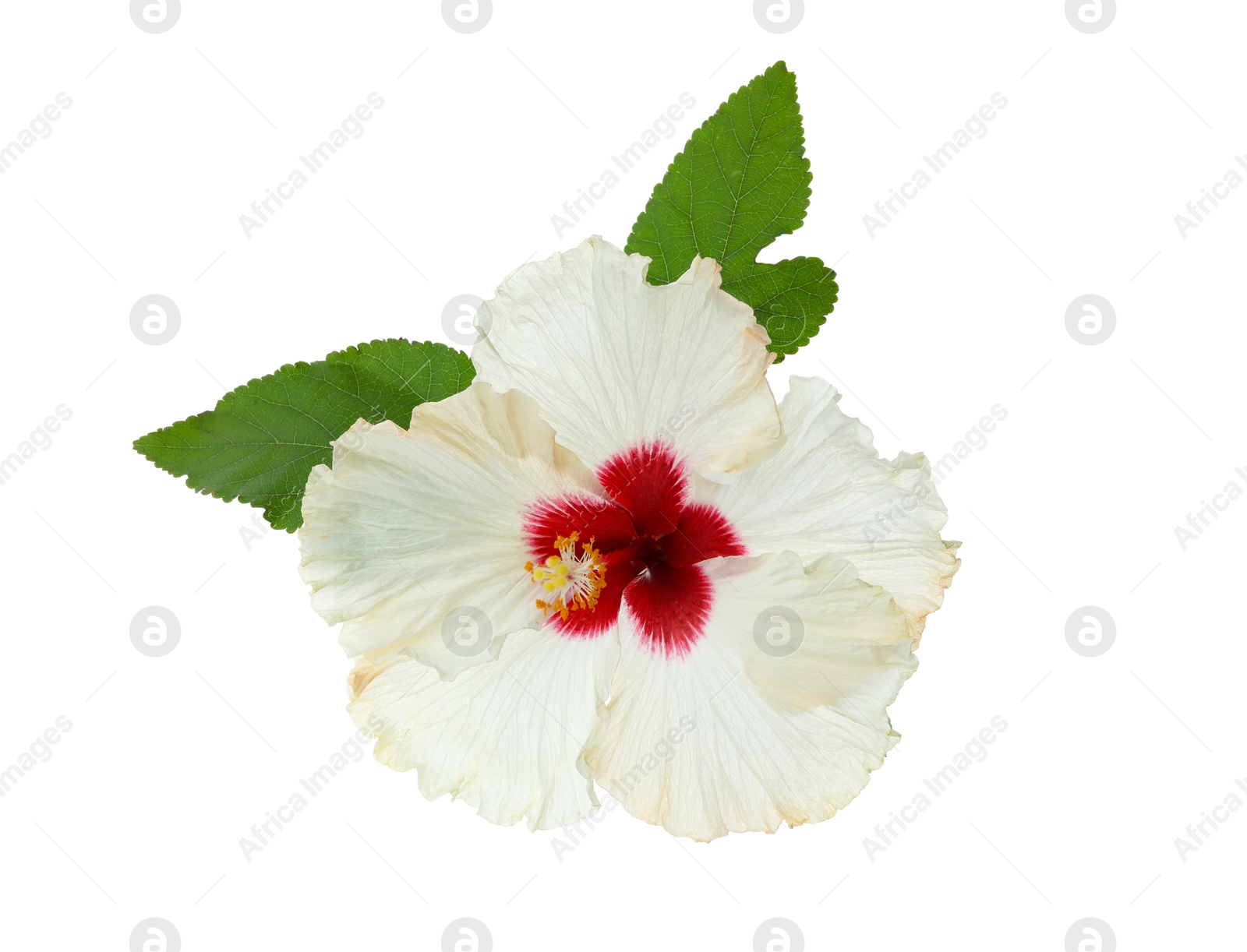 Photo of Beautiful tropical hibiscus flower with leaves isolated on white