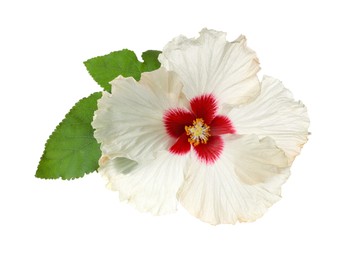 Photo of Beautiful tropical hibiscus flower with leaves isolated on white