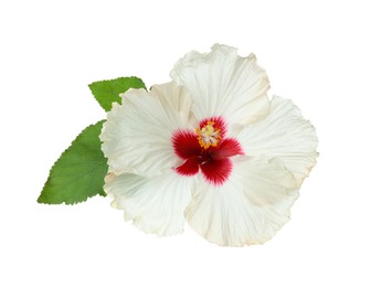 Photo of Beautiful tropical hibiscus flower with leaves isolated on white