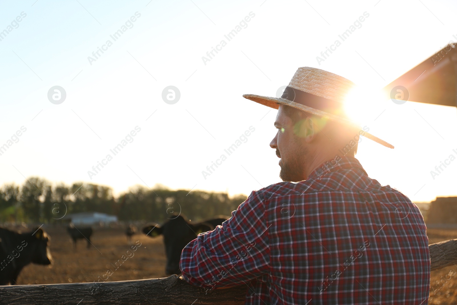 Photo of Worker standing near cow pen on farm. Animal husbandry