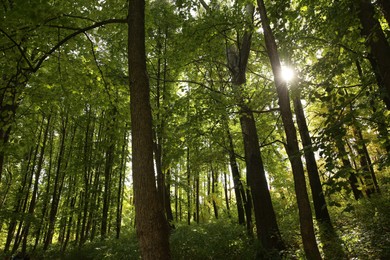 Photo of Beautiful view of green trees in forest on sunny day