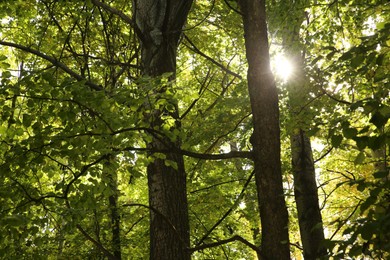 Photo of Beautiful view of green trees in forest on sunny day