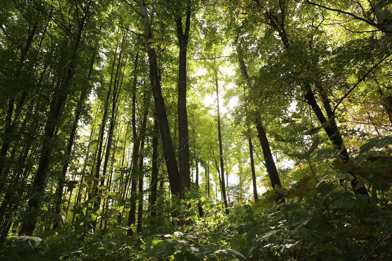 Photo of Beautiful view of green trees in forest on sunny day