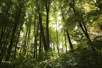 Photo of Beautiful view of green trees in forest on sunny day