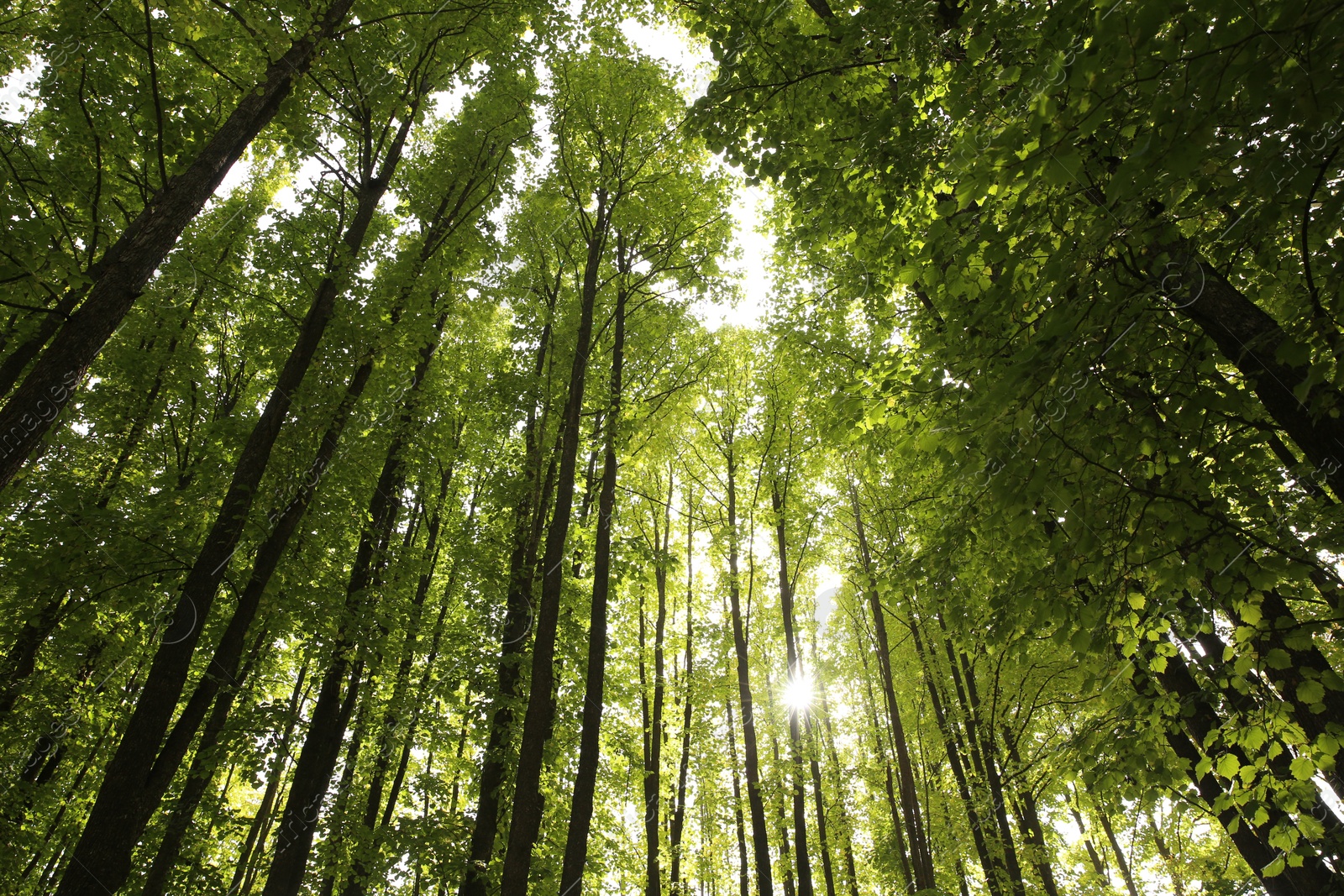 Photo of Beautiful green trees in forest on sunny day, low angle view