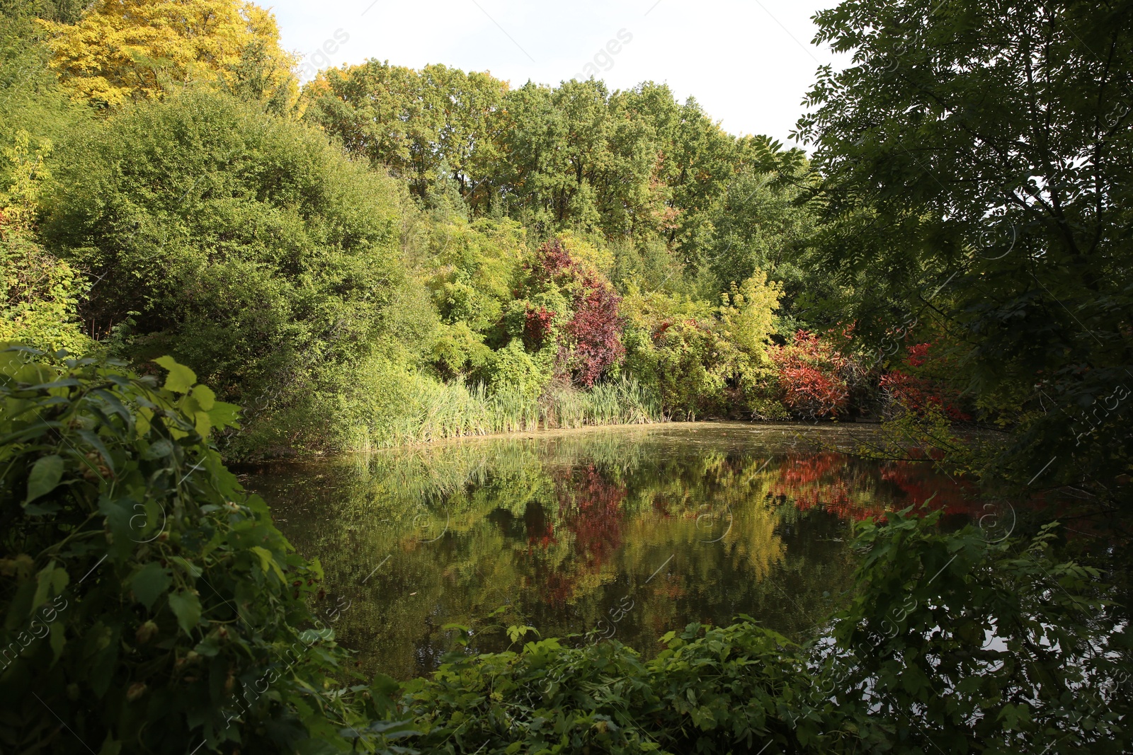 Photo of Beautiful view of trees and lake on sunny day