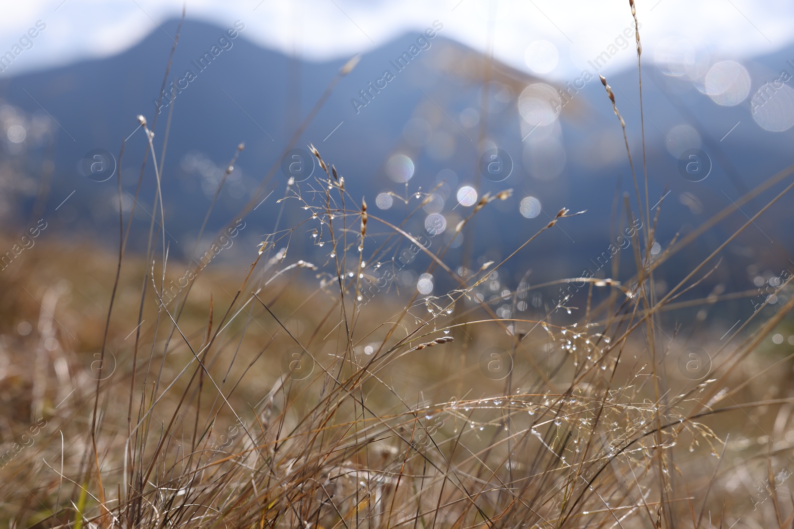 Photo of Plants with morning dew in mountains, closeup