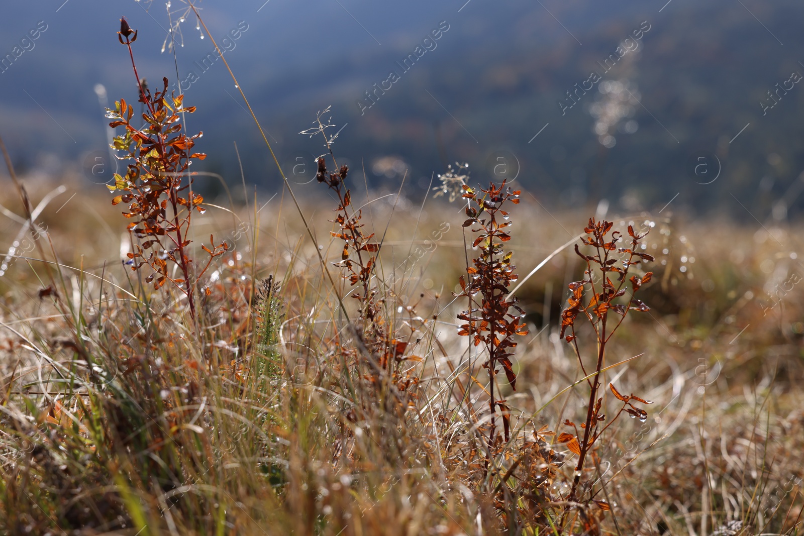 Photo of Plants with morning dew outdoors, closeup view