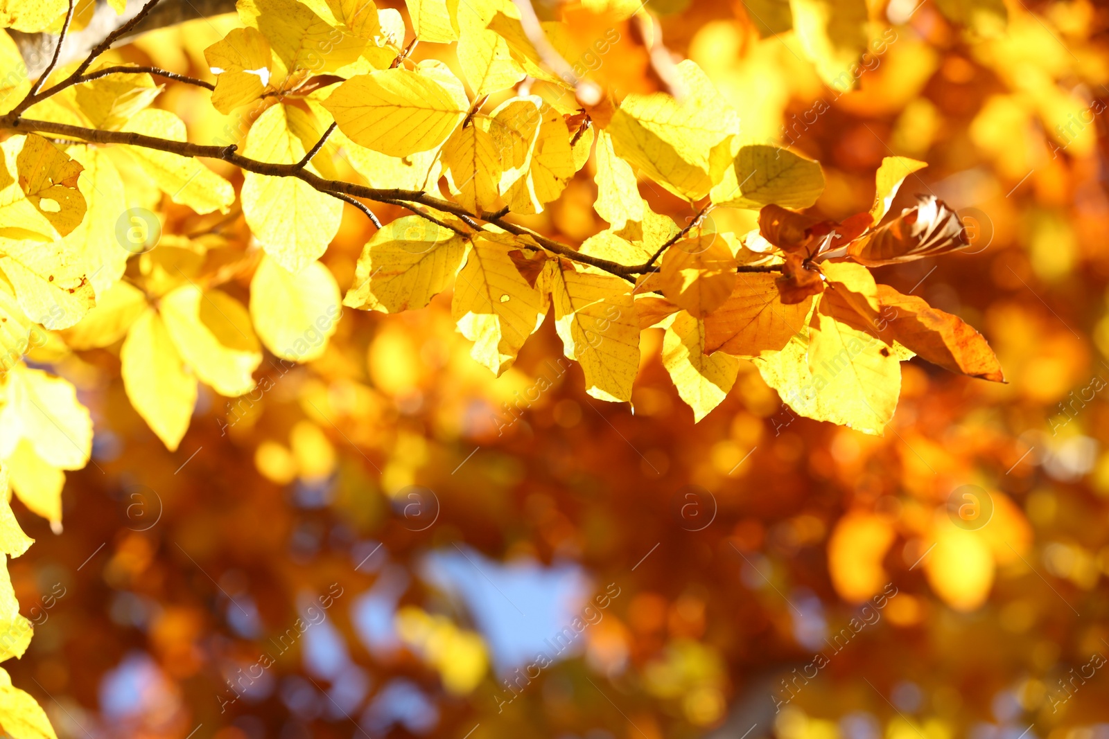 Photo of Tree branch with bright autumn leaves outdoors on sunny day. Space for text