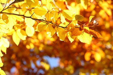 Photo of Tree branch with bright autumn leaves outdoors on sunny day. Space for text