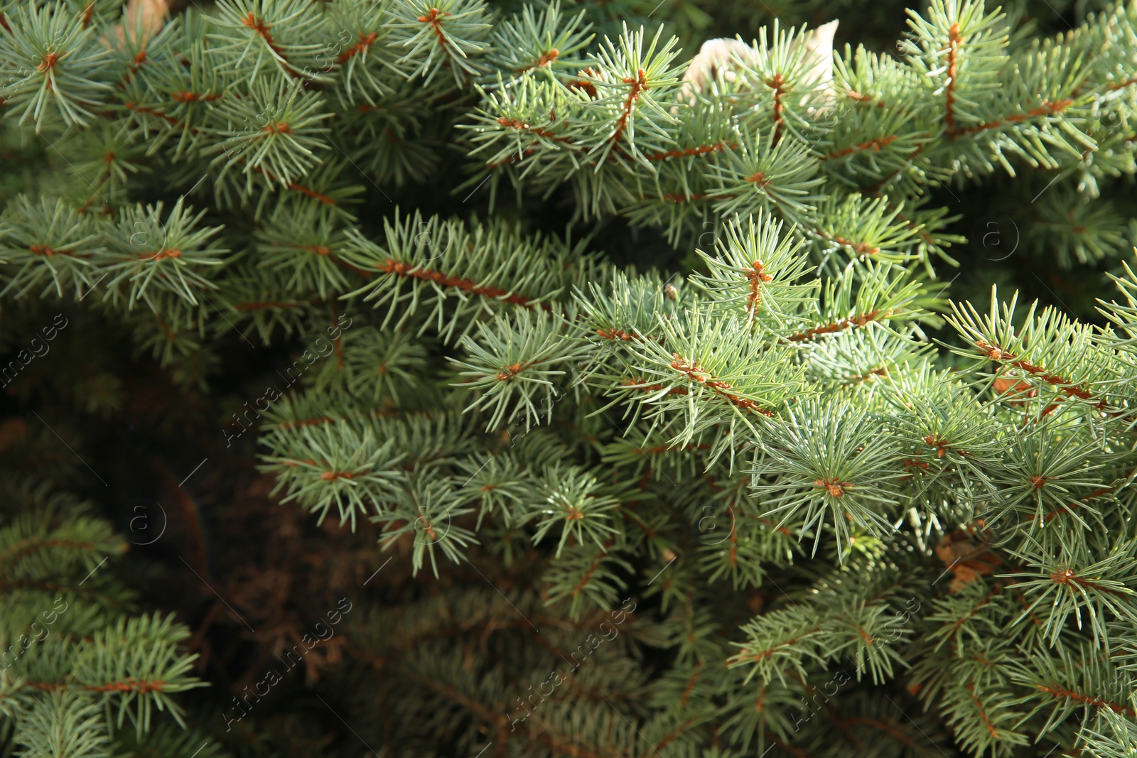 Photo of Green branches of beautiful conifer tree as background, closeup