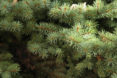 Photo of Green branches of beautiful conifer tree as background, closeup