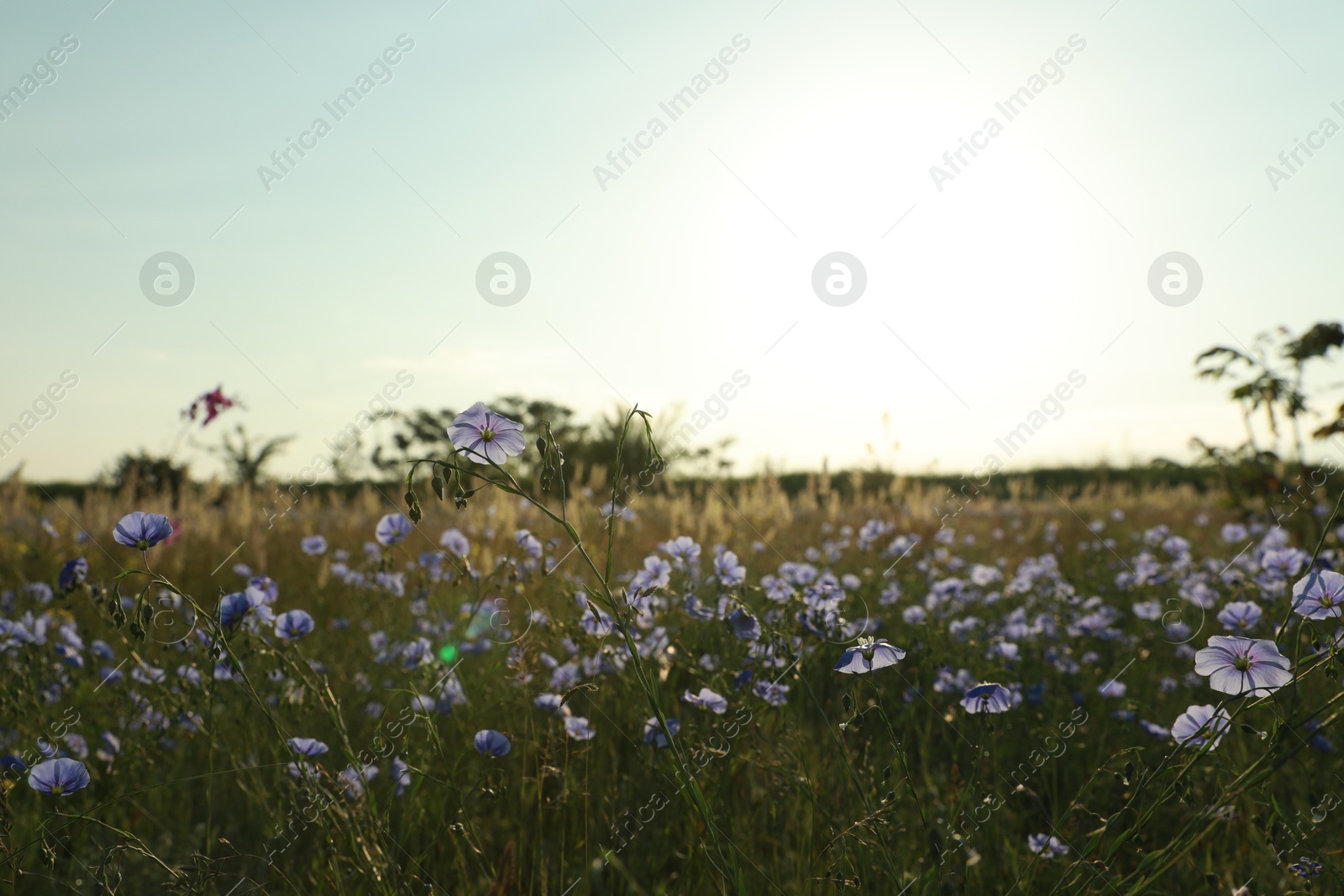 Photo of Picturesque view of beautiful blooming flax field