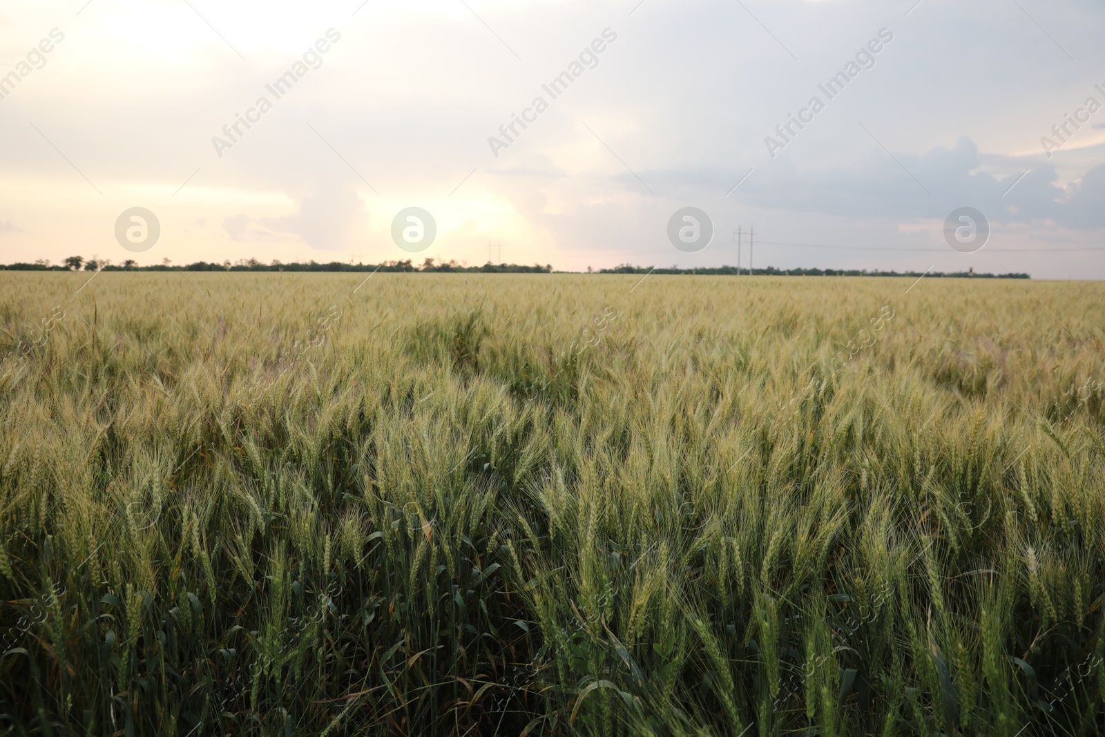 Photo of Beautiful view of field with ripening wheat at sunset