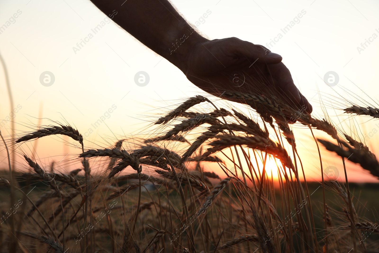 Photo of Man in ripe wheat spikelets field, closeup