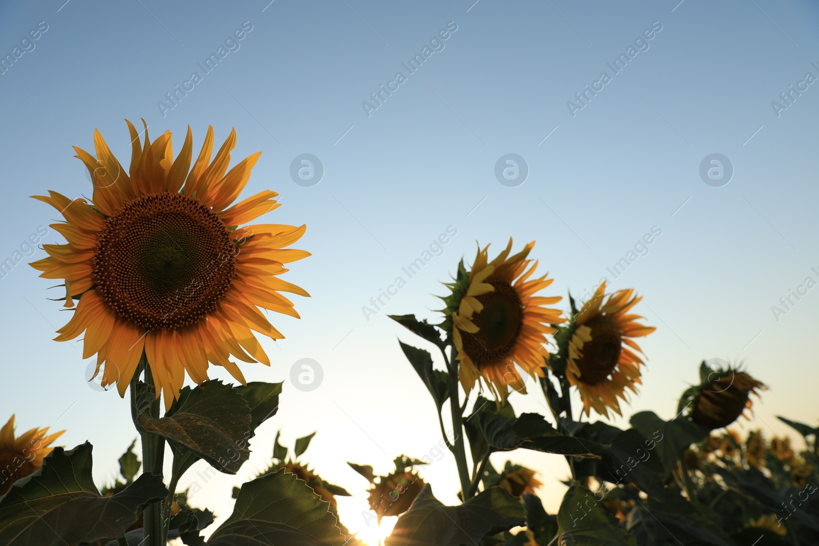 Photo of Sunflowers growing in field outdoors on sunny day