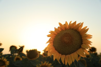 Photo of Sunflower growing in field outdoors, space for text