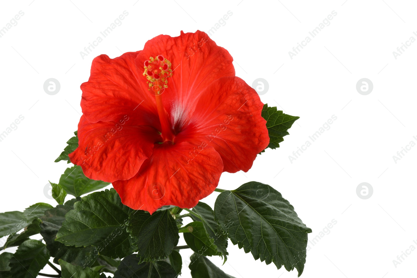 Photo of Beautiful red hibiscus flower with green leaves isolated on white