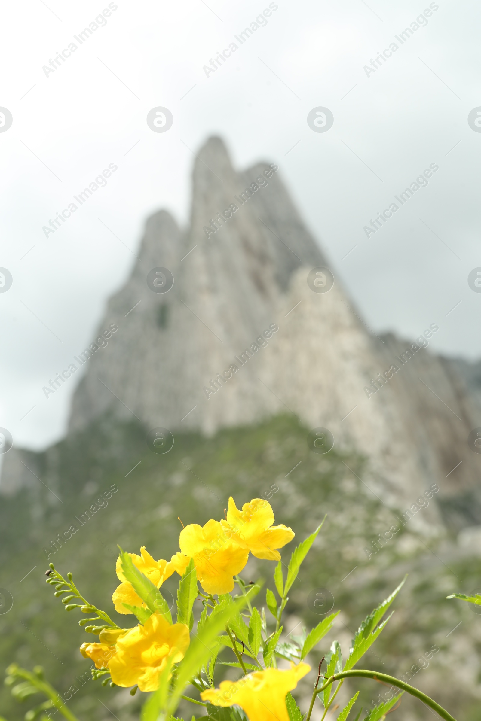 Photo of Picturesque landscape with yellow flowers against high mountains under cloudy sky outdoors, closeup