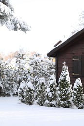 Winter landscape with wooden house, trees and bushes in morning