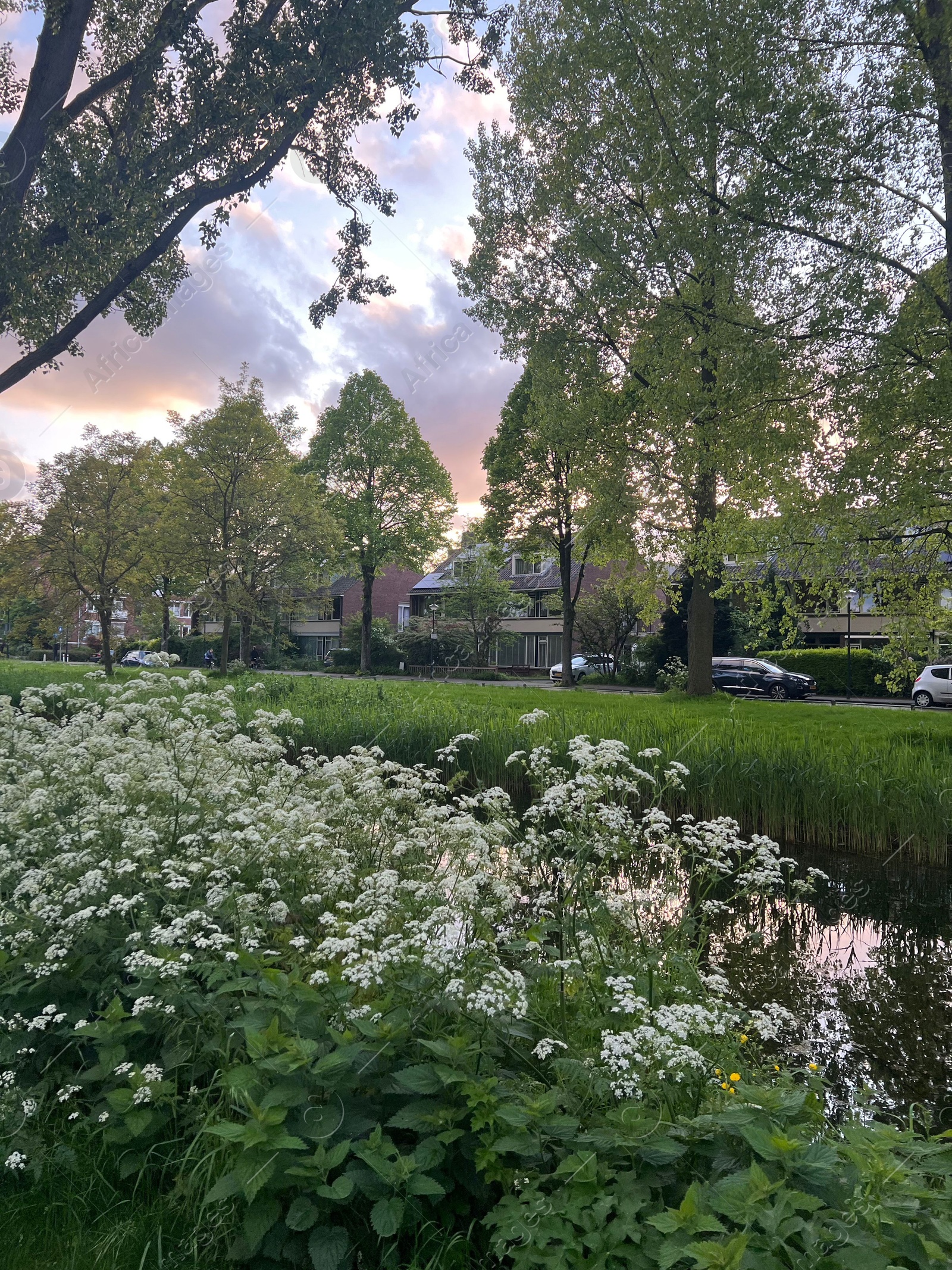 Photo of Beautiful view of cow parsley plant and trees growing near canal outdoors